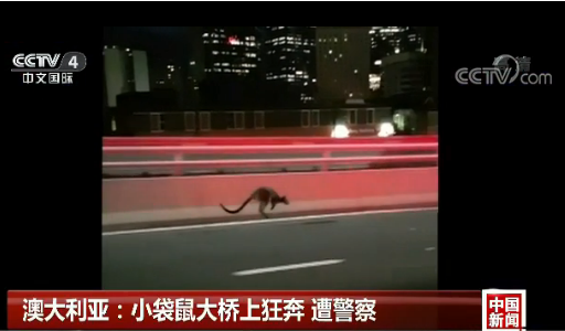 澳大利亚：小袋鼠大桥上狂奔 遭警察“逮捕”