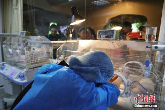 工作人员在护理新生熊猫宝宝。钟欣 摄