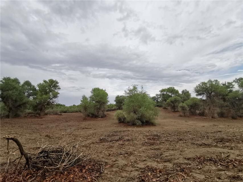 胡杨林|新疆轮台县生态搬迁：塔河沿岸绿了 新居村民富了
