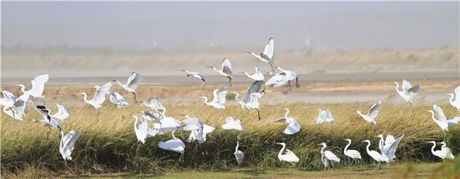 河南湿地保护体系基本形成 受保护湿地面积达492万亩-大河号-大河网