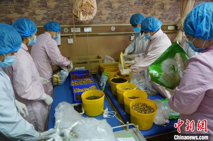 西陵社区卫生服务中心工作人员分拣药材 李风 摄