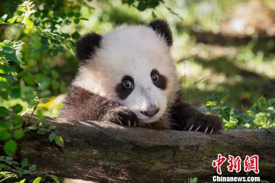 图为大熊猫“小礼物”小时候的“萌照”。中国大熊猫保护研究中心供图 钟欣 摄