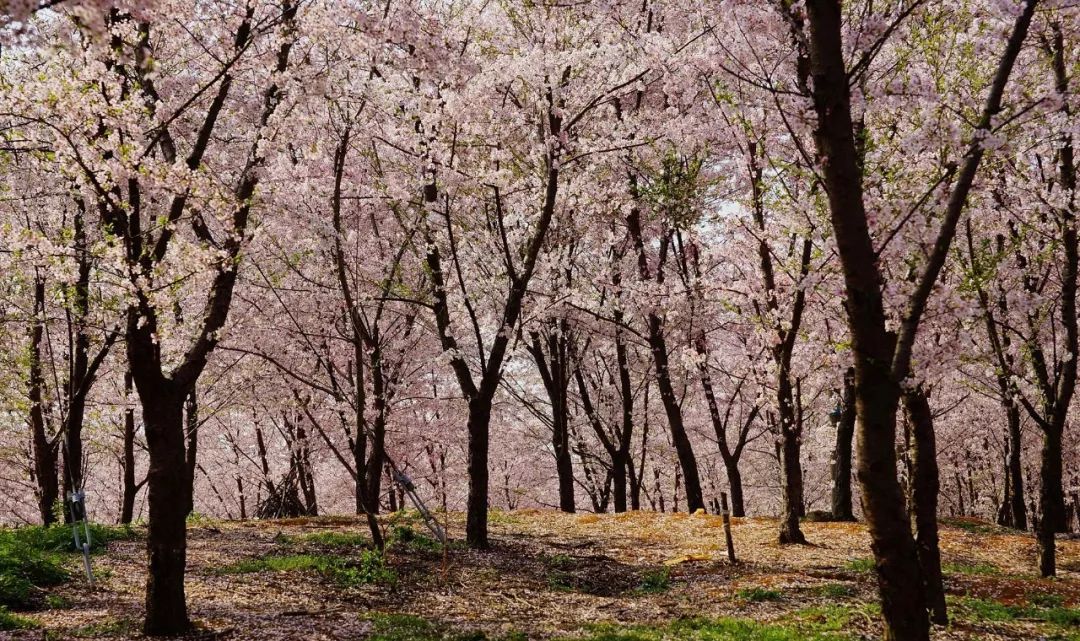 安阳樱花主题公园2020图片