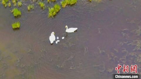 湿地新疆一湿地天鹅宝宝陆续“破壳” 牧民护卫队守护在身边