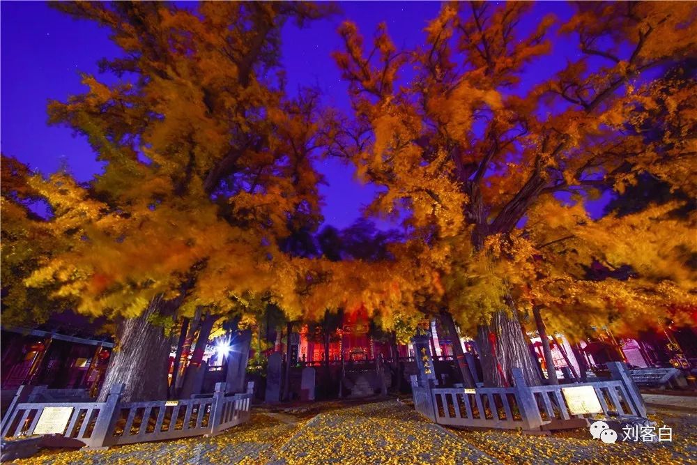 嵩山大法王寺一叶银杏一眼千年