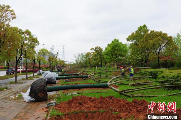 「林业」武汉加快推进造林绿化 完成年度计划1/3