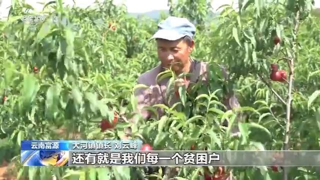 农业云南矿采荒山披新绿 生态修复富农家