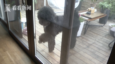 |花园散步巨型贵宾扑了过来...邻居之间大打出手