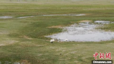 湿地新疆一湿地天鹅宝宝陆续“破壳” 牧民护卫队守护在身边