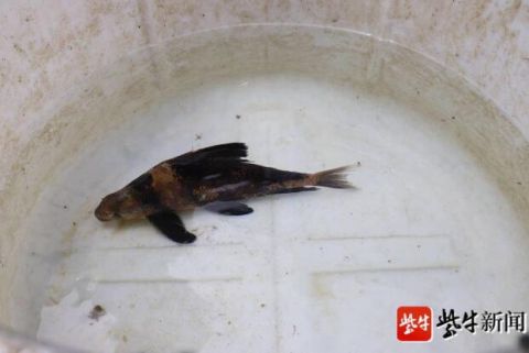 胭脂鱼|老钓者池塘边钓到“胭脂鱼”，主动求助民警帮放生