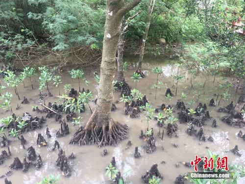 图为红树林生长环境。<a target='_blank' href='http://www.chinanews.com/' >中新网</a>记者 马学玲 摄