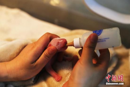 给新生熊猫宝宝喂奶。钟欣 摄