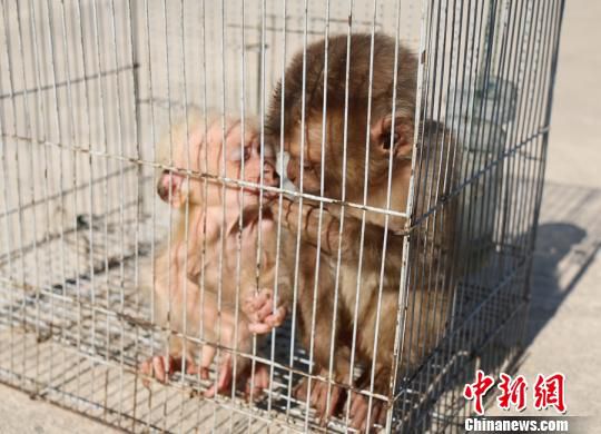 图为查获的2只幼猴。澜沧县森林公安局供图