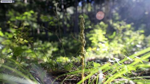 密云|“北京无喙兰”首次在密云地区被发现