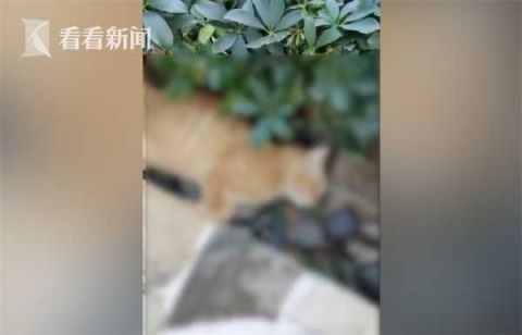 |小区多只猫狗接连死亡 业主怀疑有人恶意投毒