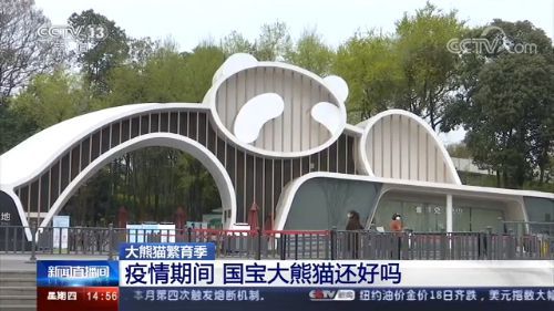 大熊猫■大熊猫繁育季 疫情期间国宝大熊猫还好吗？