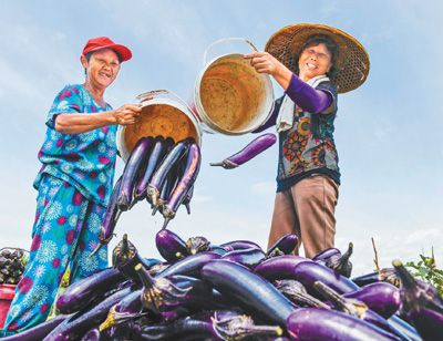 蔬菜夏日采茄子 供应菜篮子