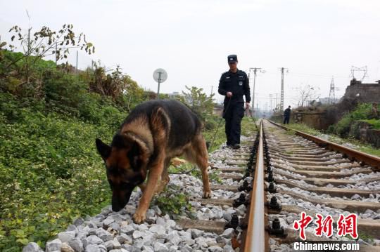 警犬“刺刀”在苏亚伟发出指令后，搜索目标。　朱柳融 摄