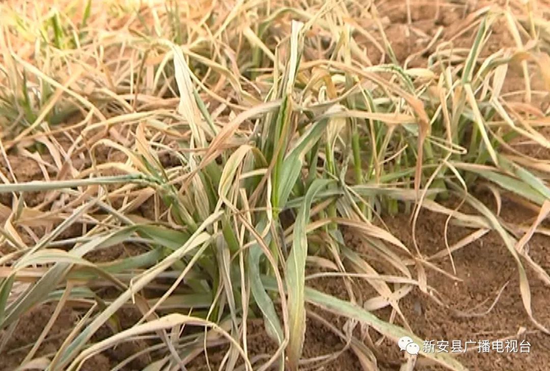 荐读小麦冻害不要慌农技专家来给您支招