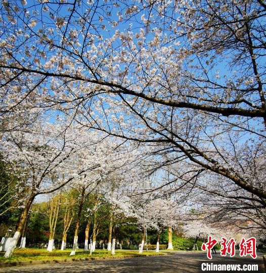 [南京林业大学]南京“赏樱季”如约而至：预约式、“云端”赏樱