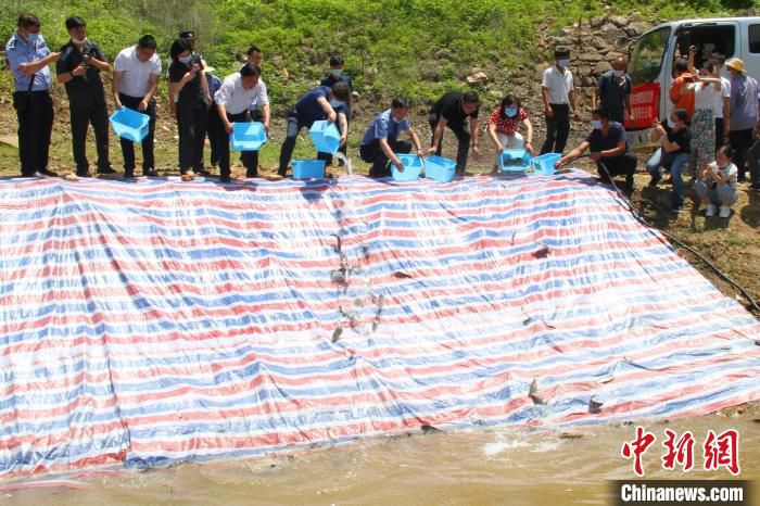 鱼苗湖北两男子非法捕捞水产品获刑 宣判后放流鱼苗