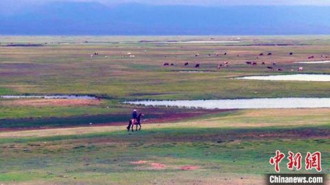 湿地新疆一湿地天鹅宝宝陆续“破壳” 牧民护卫队守护在身边