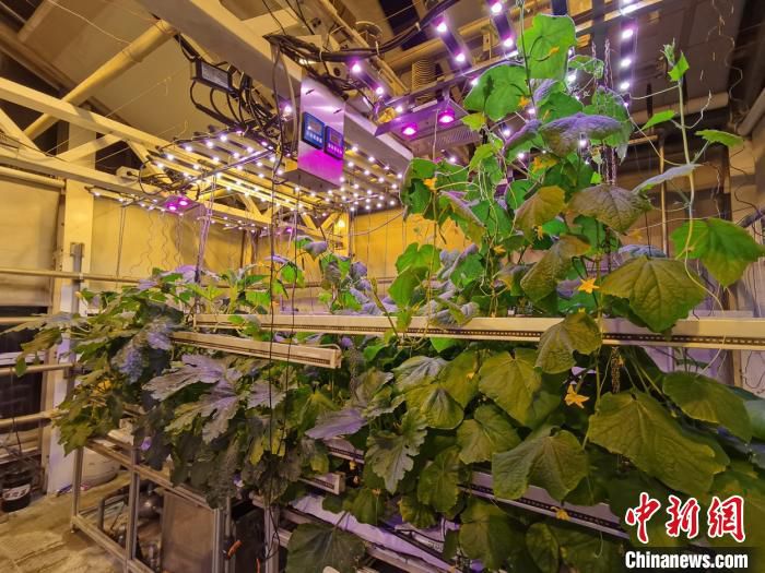 蔬菜|南极长城站驻站医生种菜记:大棚蔬菜绿意盎然、生机勃勃