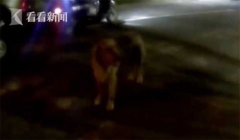 老虎|村里惊现老虎？！民警全副武装到现场却发现...