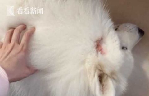 |这条＂恶犬＂咬狗又咬人 为什么主人就是不牵绳？