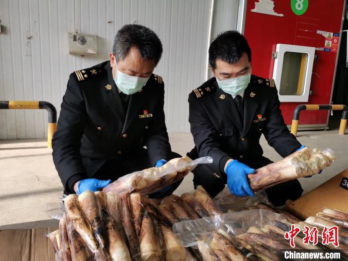 海关工作人员对出口俄罗斯的9件、527公斤大熊猫食用鲜竹笋进行现场检疫。　成都海关供图 
