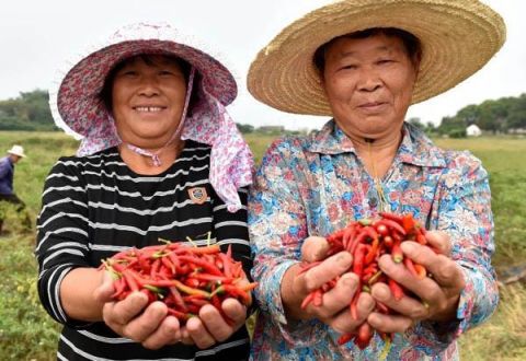 农业|巢湖散兵镇：“火红”小辣椒铺就“红火”致富路
