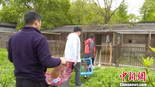 图为宝应警方将解救猕猴送往扬州动物园饲养。　严士明 摄