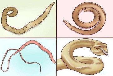 铲屎官们看过来人兽共患的弓形虫病你了解吗