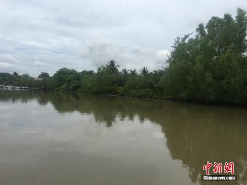 图为海南东寨港国家级自然保护区。<a target='_blank' href='http://www.chinanews.com/' >中新网</a>记者 马学玲 摄