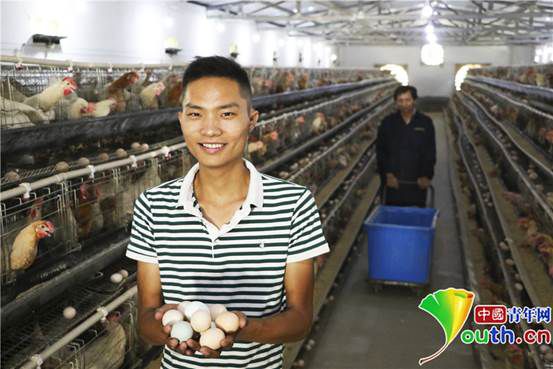 8月29日，胡万祥在鸡舍展示刚刚捡收的鸡蛋。张昊 摄_副本1
