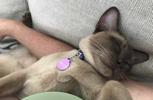 奥斯卡奇迹！澳一宠物猫躲进洗衣机打盹 被清洗12分钟后存活