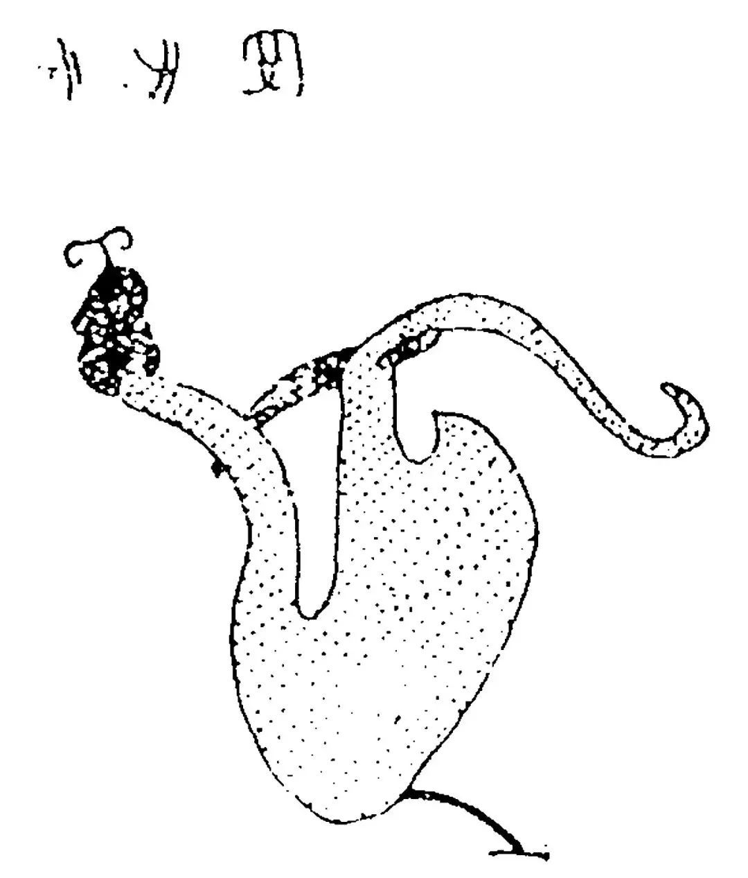 神奇动物2热映实力圈粉的驺吾竟出自山海经
