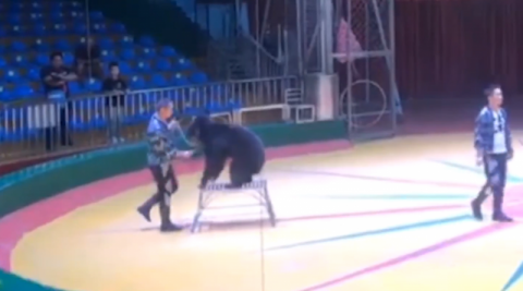 黑熊|西安秦岭野生动物园回应“虐熊”：演出中用塑料指挥棒扎黑熊 工作人员被开除