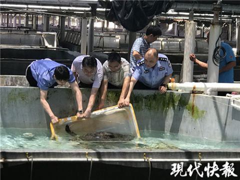 海龟从渔民到海洋馆，这条黑产业链祸害了500多只海龟