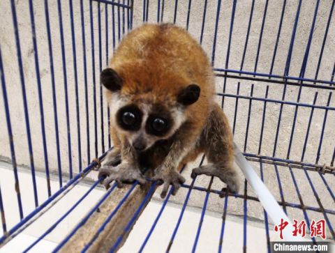 蜂猴国家一级保护动物蜂猴“闯入”广西村庄 村民放归自然