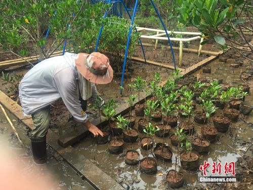 图为红榄李“救命人”王式军在育苗。<a target='_blank' href='http://www.chinanews.com/' >中新网</a>记者 马学玲 摄