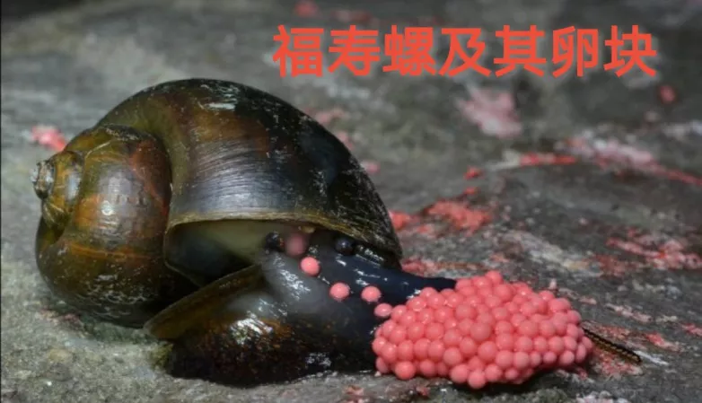 图片为福寿螺广州管圆线虫的幼虫通常寄生于脑,脊髓及眼前房等组织中