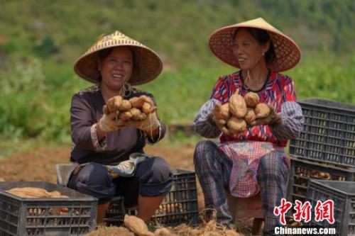 資料圖：8月20日，紫云縣白石巖鄉紅芯紅薯種植基地，種植戶周蓮菊(左)和班技敏喜迎紅芯紅薯豐收。近年來，貴州省紫云縣采取“合作社 基地 貧困戶”的“小規模、大群體”發展模式，使紅芯薯種植成為當地民眾脫貧增收的支柱產業之一。　賀俊怡 攝