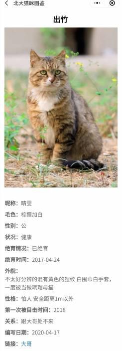 『野猫』暖心！学霸打造“北大流浪猫图鉴” 火到教学网一度崩溃……