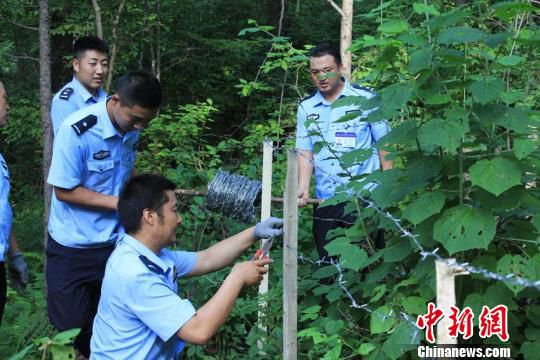 松江河森林公安分局民警在中华秋沙鸭巢穴周围设置防护铁丝网 张楠 摄