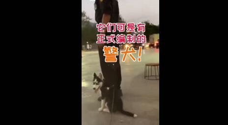 警犬特警挑战训练二哈做警犬 被“折磨”到怀疑人生