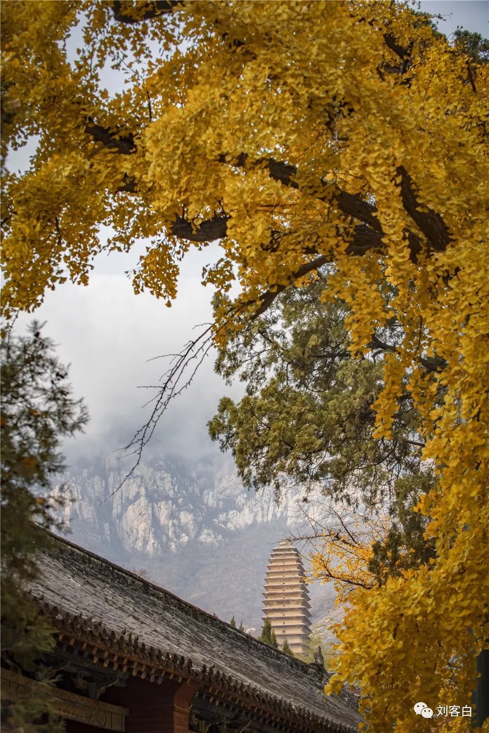 嵩山大法王寺一叶银杏一眼千年