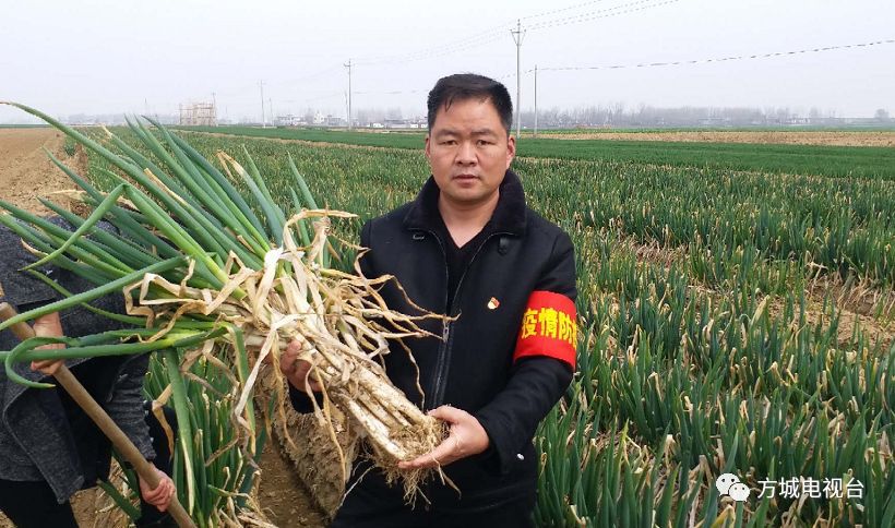方城县农业农村局驻古庄店镇官庄村第一书记王欣东战疫战贫齐发力