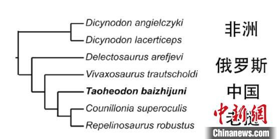 化石|最新研究：中国白氏桃河兽与老挝两种二齿兽类组成单系类群