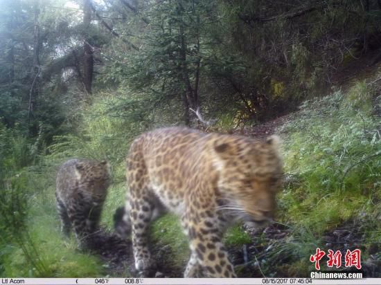 资料图：红外相机所拍摄到的金钱豹。山水自然保护中心 供图